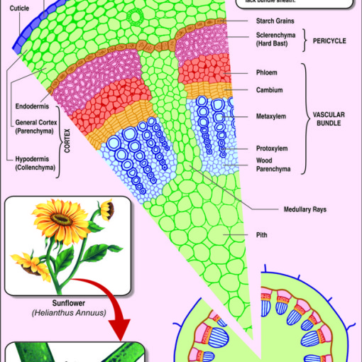 T.S STEM DICOT (SUNFLOWER) | Hospital Equipment ... diagram of flower anatomy 