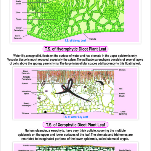 T.S. LEAF – DICOT | Hospital Equipment Manufacturing Company