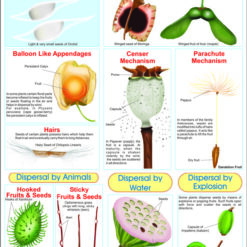 Botany Charts | Hospital Equipment Manufacturing Company