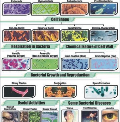 Bacteria Chart, Bacteria Chart Manufacturer, Hospital Bacteria Chart ...