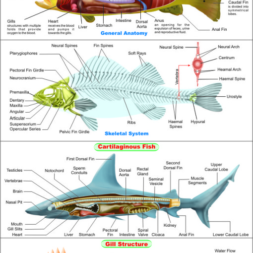 Fish Anatomy Chart, Fish Anatomy Chart Manufacturer, Hospital Fish ...