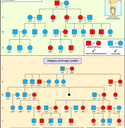 Pedigree Analysis, Pedigree Analysis Manufacturer, Hospital Pedigree 