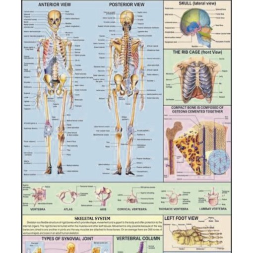 Human Skeleton Charts, Human Skeleton Charts Manufacturer, Hospital ...