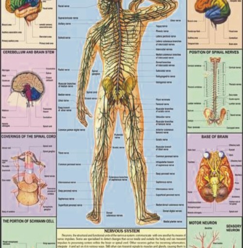 Nervous System Charts, Nervous System Charts Manufacturer, Hospital ...