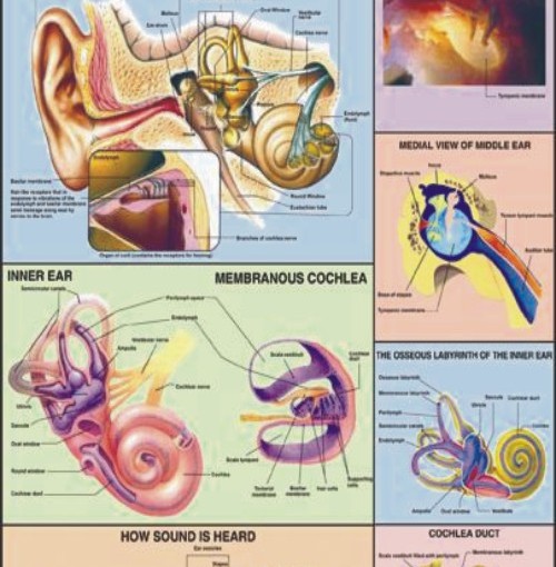 EAR Charts, EAR Charts Manufacturer, Hospital EAR Charts Suppliers, EAR