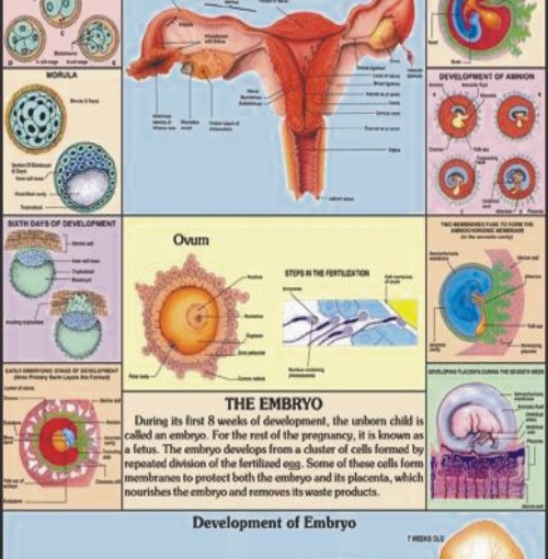 Human Embryology Charts, Human Embryology Charts Manufacturer, Hospital ...