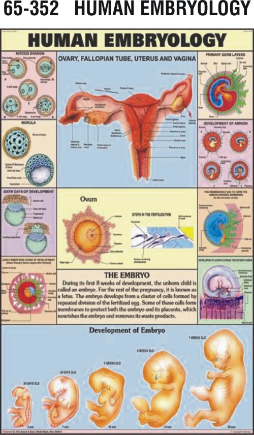 Stages Of Embryology
