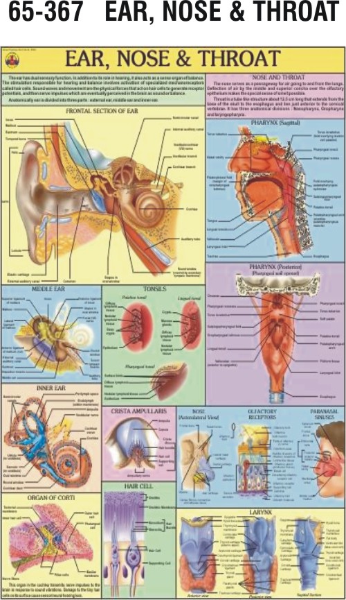 Ear, Nose and Throat Charts, Ear, Nose and Throat Charts Manufacturer