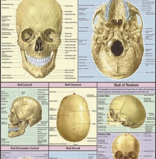 Human Skull Chart, Human Skull Chart Manufacturer, Hospital Human Skull ...