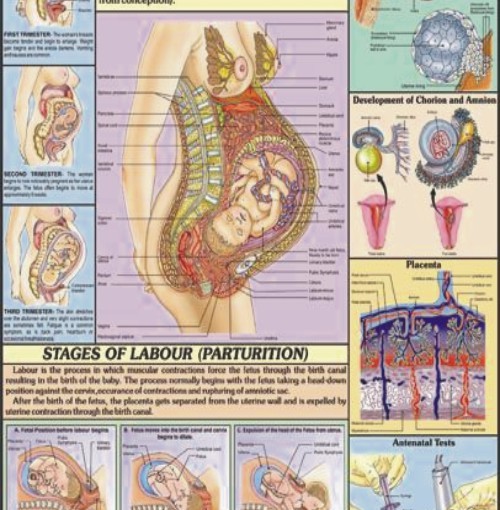 Pregnancy & Birth Chart, Pregnancy & Birth Chart Manufacturer, Hospital