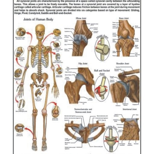 movable-joints-chart-movable-joints-chart-manufacturer-hospital