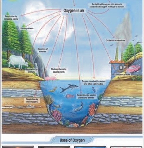 oxygen cycle price