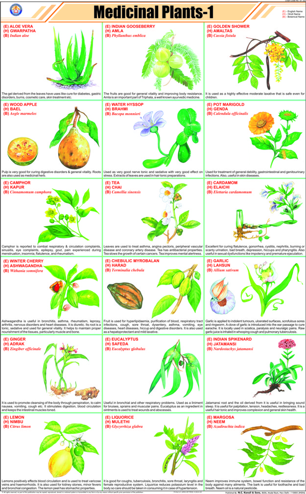 Printable Medicinal Herb Chart