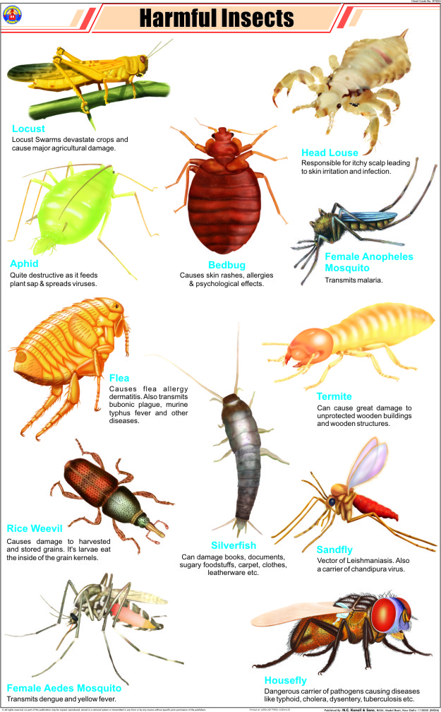 HARMFUL INSECTS Hospital Equipment Manufacturing Company